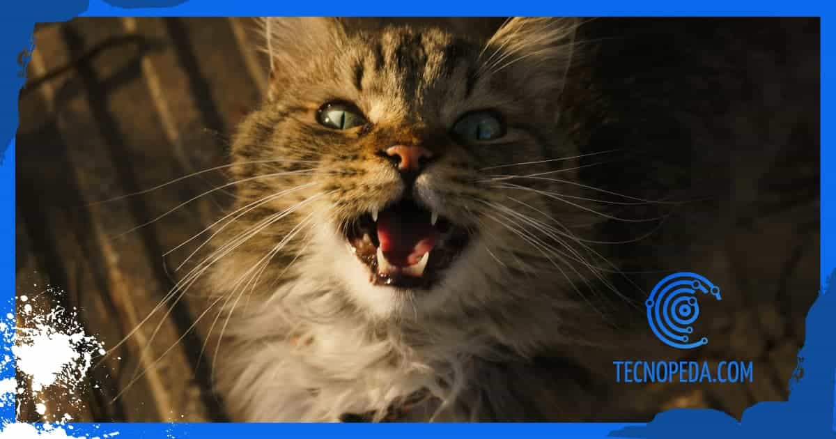 gato maullando