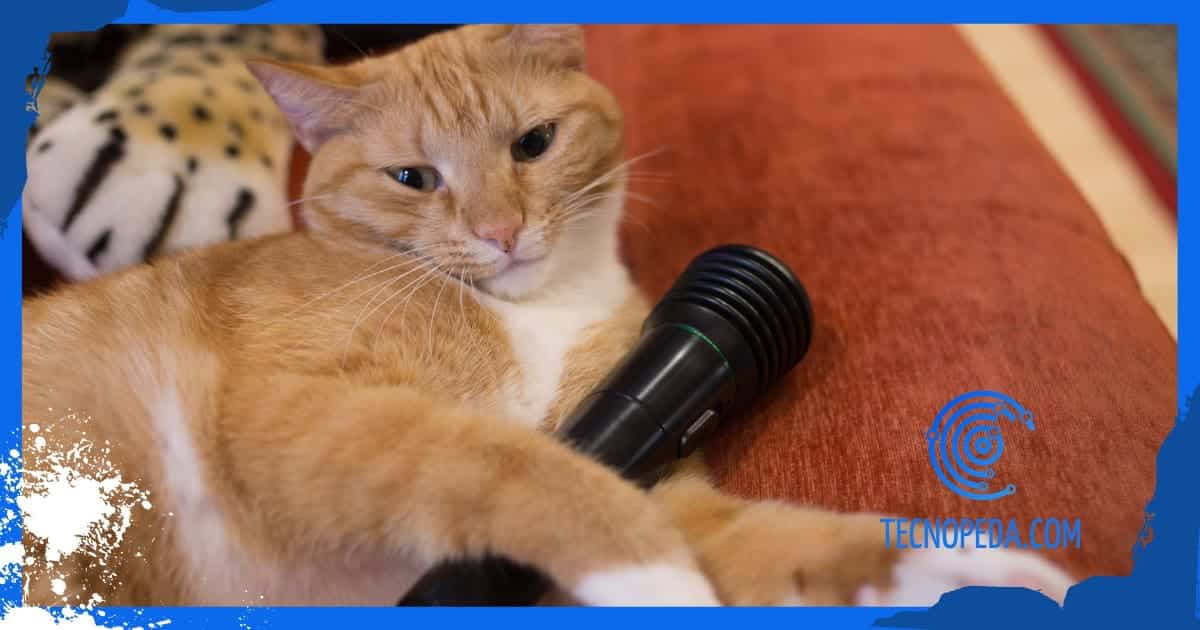 gato con micrófono